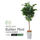 【ワンダフルデー限定P5倍】人工観葉植物 リアル フェイクグリーン 観葉植物 造花 光触媒 大型 ゴムの木 150cm 鉢植 インテリア おしゃれ フェイク グリーン CT触媒 消臭 抗菌 お祝い