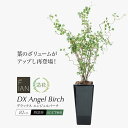 FIAN DXエンジェルバーチ 82cm 陶器鉢付 人工観葉植物 リアル フェイクグリーン 造花 インテリア おしゃれ 光触媒 CT触媒 消臭 抗菌 お祝い 開店 開業祝い[fd] 人気