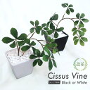 フェイクグリーン 観葉植物 フェイク 人工観葉植物 卓上 ミニ 小さい 光触媒 ミニ シサス シュガーバイン 陶器鉢 リアル シッサス 人工造花 光触媒 シュガ...