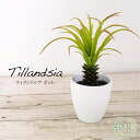 フェイクグリーン エアプランツ 造花 観葉植物 光触媒 人工観葉植物 インテリアグリーン かわいい おしゃれ CT触媒 消臭 リアル お祝い プレゼント 贈り物...