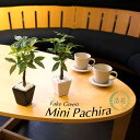 パキラ 26cm リアル ミニ フェイクグリーン 観葉植物 造花 人工観葉植物 光触媒 小鉢 インテリア おしゃれ CT触媒 消臭 抗菌 お祝い 父の日