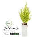 ゴールドクレスト 75cm ライトグリーンリアル フェイクグリーン 人工観葉植物 鉢植 陶器鉢 造花 コニファー クリスマスツリー 光触媒 CT触媒 消臭 抗菌...