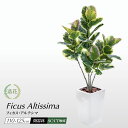 フェイクグリーン 観葉植物 フェイク 人工観葉植物 大型 光触媒 CT触媒 消臭 抗菌 リアルタッチ ゴムの木 ラバープラント 鉢植 インテリア おしゃれ アル...