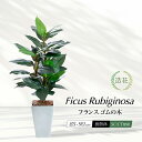 フェイクグリーン 観葉植物 フェイク 人工観葉植物 リアル 造花 フランスゴムの木 ラバープラント 85cm 90cm 鉢植 樹脂鉢 CT触媒 インテリア 光触...
