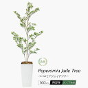 フェイクグリーン 大型 観葉植物 フェイク 人工観葉植物 リアル 造花 光触媒 消臭 CT触媒 鉢付き おしゃれ 北欧 オフィス 御祝 お祝い 開店祝い インテ...