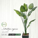 フェイクグリーン 大型 観葉植物 フェイク 人工観葉植物 光触媒 CT触媒 本物そっくり 鉢付 ストレチア レギネ リアル 造花 南国 トロピカル インテリア ...