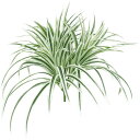 観葉植物 造花 ヤブラン(ホワイト) 37cm ブッシュ 人工観葉植物 フェイクグリーン 光触媒 CT触媒 インテリア 楽ギフ_