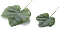 造花 花材 フェイクグリーン 人工観葉植物 グレープアイビー 24P グリーン 撮影 小道具 小物 撮影用