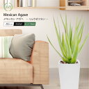 フェイクグリーン 観葉植物 フェイク 人工観葉植物 大型 光触媒 多肉植物 陶器鉢付 CT触媒 消臭 抗菌 リアル 造花 インテリア お祝 御祝 開店祝 開業祝...