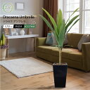 【お買い物マラソン限定 20%OFFセール】フェイクグリーン 観葉植物 フェイク 人工観葉植物 大型 おしゃれ 光触媒 消臭 抗菌 風水 造花 リビング 本物そ...