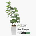 フェイクグリーン 観葉植物 フェイク 人工観葉植物 大型 光触媒 消臭 抗菌 風水 造花 おしゃれ リビング 大きい 本物そっくり 鉢植え 陶器 CT触媒 リア...