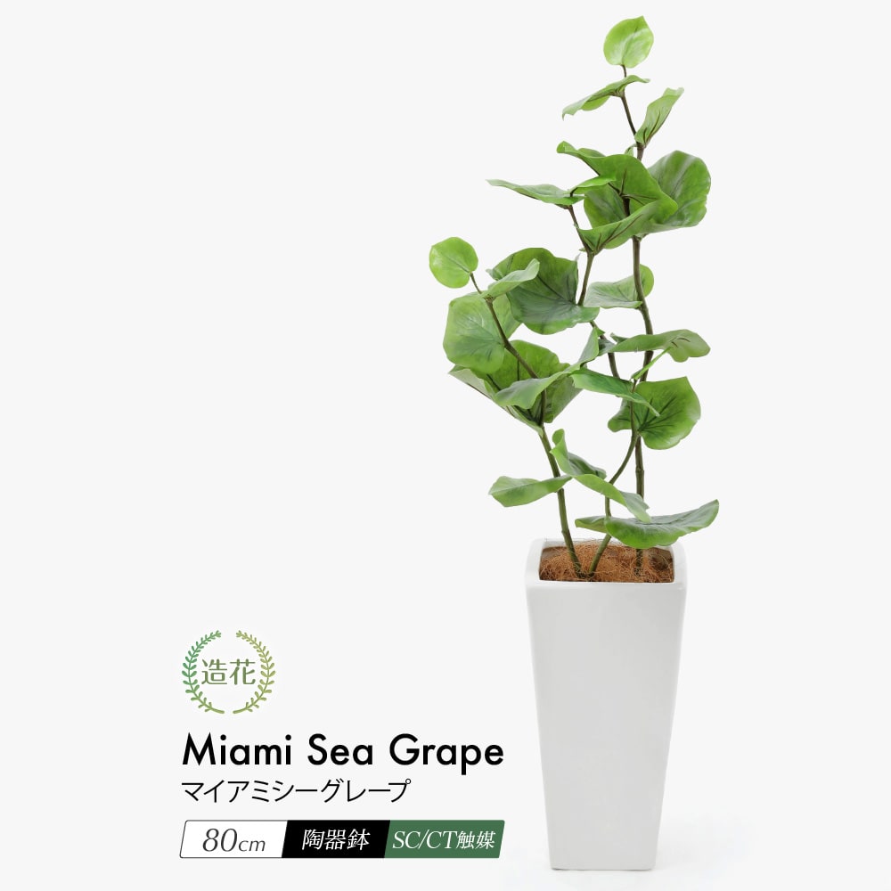 フェイクグリーン 観葉植物 フェイク 人工観葉植物 リアル 造花 大型 鉢植 陶器鉢 CT触媒 ハマベブドウ インテリア 人工観葉植物 光触媒 / マイアミ シーグレープ 80cm [rcp]のサムネイル