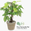 ミニ観葉植物 フィカス テラコッタポット リアル フェイクグリーン 観葉植物 ミニ観葉 造花 鉢植 インテリア おしゃれ フェイク グリーン CT触媒 消臭 抗菌