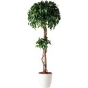 フェイクグリーン 観葉植物 フェイク 人工観葉植物 大型 光触媒 大型 フィッカスベンジャミナダブル (ベンジャミン) 180cm 鉢植 人工造花 光触媒 CT...