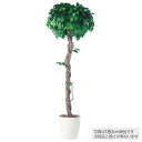 【メーカー直送】 観葉植物 造花 大型 フィッカスベンジャミナシングル (ベンジャミン) 200cm 鉢植 人工観葉植物 フェイクグリーン インテリア 【代引不...