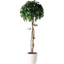 フェイクグリーン 観葉植物 フェイク 人工観葉植物 大型 光触媒 大型 フィッカスベンジャミナシングル (ベンジャミン) 180cm 鉢植 人工造花 光触媒 C...