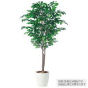フェイクグリーン 観葉植物 フェイク 人工観葉植物 大型 光触媒 大型 フィッカスベンジャミナトリプル (ベンジャミン) 150cm 鉢植 造花 人工光触媒 C...