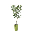 フェイクグリーン 観葉植物 フェイク 人工観葉植物 大型 光触媒 デコラゴム FST (ゴムの木) 165cm 鉢植 人工大型 造花 光触媒 CT触媒 インテリ...