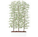 フェイクグリーン 観葉植物 フェイク 人工観葉植物 大型 光触媒 造花 大型 ベンジャミン フィカス ベンジャミナ スターライト パーテーション 目隠し 180...