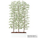フェイクグリーン 観葉植物 フェイク 人工観葉植物 大型 光触媒 ベンジャミン ベンジャミナ スターライト パーテーション 150cm 鉢植 目隠し 【造花 大...