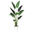 フェイクグリーン 観葉植物 フェイク 人工観葉植物 大型 光触媒 人工造花 光触媒 大型 オーガスタ 150cm 鉢植 ストレリチア ストレチア グリーン イン...
