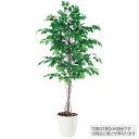 フェイクグリーン 観葉植物 フェイク 人工観葉植物 大型 光触媒 人工 フィッカスベンジャミナ (ベンジャミン) 150cm 鉢植 大型 造花 光触媒 CT触媒...