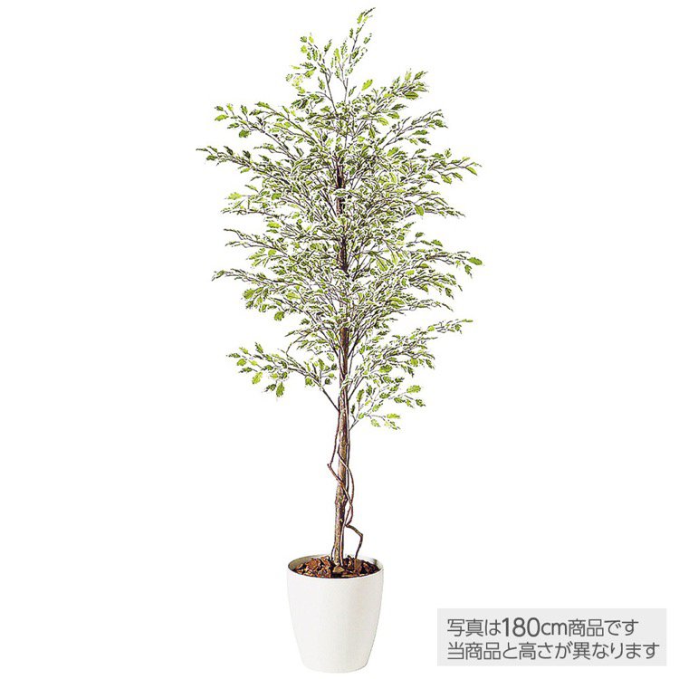 【メーカー直送】 人工観葉植物 大型 ベンジャミナスターライト (ベンジャミン) 200cm 鉢植 フェイクグリーン 観葉植物 造花 インテリア 【代引不可】