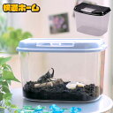 虫かご 虫篭 虫籠 飼育ケース 昆虫 虫かご 飼育ランド サイズ パールブルー ブラック 昆虫採集 昆虫集め 虫取り 虫とり 剥製 夏休み 自由研究 虫ボックス...