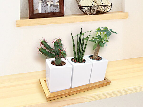 おしゃれ キューブ型 鉢 7 9cm 植木鉢 3個セット 木台付き 室内 ハイドロカルチャー 穴無し 多肉植物 白 四角 フラワーポット プランター モダン インテリア 在庫あり 即出荷可 観葉植物 アウトレット込 鉢カバー 陶器