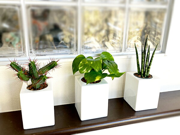 おしゃれ キューブ型 鉢 7 9cm 植木鉢 3個セット 木台付き 室内 ハイドロカルチャー 穴無し 多肉植物 白 四角 フラワーポット プランター モダン インテリア 在庫あり 即出荷可 観葉植物 アウトレット込 鉢カバー 陶器