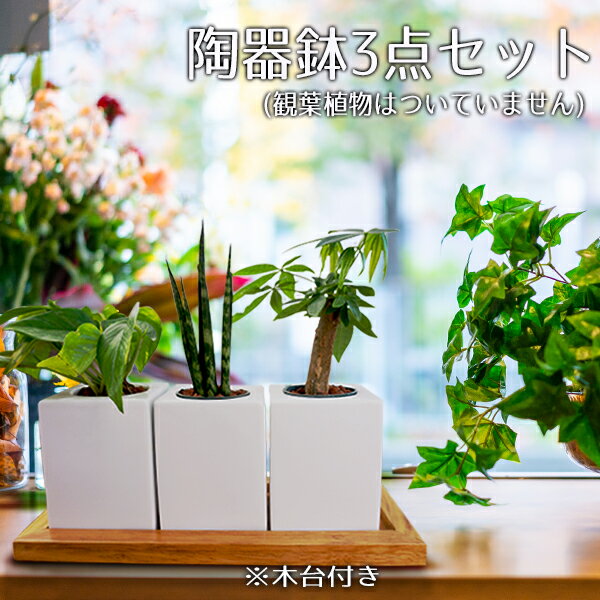 おしゃれ キューブ型 鉢 7 9cm 植木鉢 3個セット 木台付き 室内 ハイドロカルチャー 穴無し 多肉植物 プランター 陶器 インテリア 観葉植物 四角 モダン 白 早い者勝ち 鉢カバー アウトレット込 フラワーポット