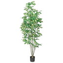 人工観葉植物 シェフレラ (ポット付き) クリームグリーン 高さ148cm (P286-a50860) (代引き不可) インテリアグリーン フェイクグリーン