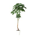 人工観葉植物 ブラッサイア 210cm 高さ210cm (P209-dt91882) (代引き不可) インテリアグリーン フェイクグリーン