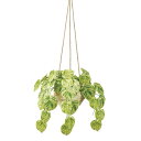 人工観葉植物 マーブルポトス ハンギング 高さ30cm (P189-fz2009) (代引き不可) インテリアグリーン フェイクグリーン
