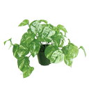 人工観葉植物 マーブルポトス ポット 光触媒加工 高さ22cm (P190-zv9015) (代引き不可) インテリアグリーン フェイクグリーン