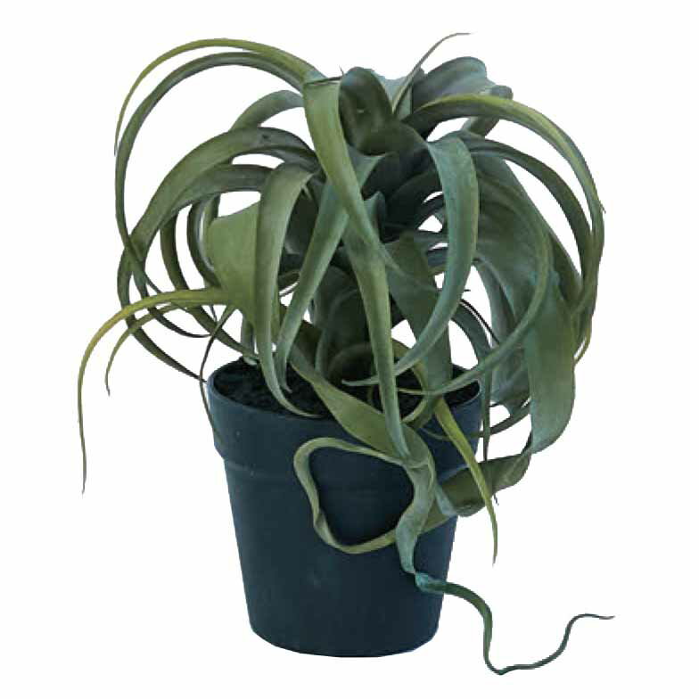 人工観葉植物キセログラフィカポット...