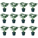 人工観葉植物 モンステラ ポット 28(12個入り)992050 観葉植物 卓上サイズ インテリア フェイクグリーン 造花 POT INDOOR (p72)