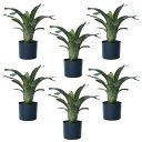 人工観葉植物 フリーセア ポット 40(6個入り)992170 観葉植物 卓上、小型の床置きサイズ インテリア フェイクグリーン 造花 POT INDOOR (...