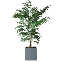 人工観葉植物 フルセット キューブポット(グレイ) /クジャクヤシ(1セット)bs006h プラススタイル 玄関、広い空間サイズ インテリア フェイクグリーン ...