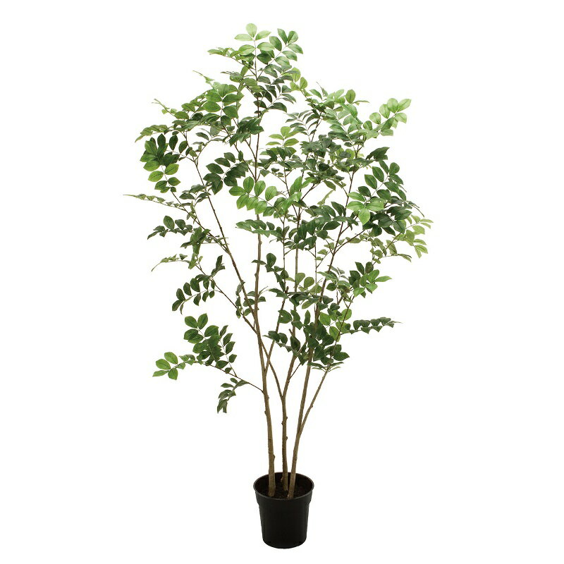 Rakuten - 人工観葉植物 トネリコ ポット 高さ150cm （P217) （fg301978) （代引き不可） インテリアグリーン フェイクグリーン