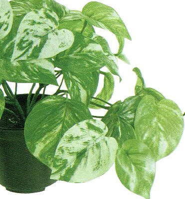 さくらソレイユ 楽天市場店の人工観葉植物 マーブルポトス ポット 高さ22cm （P212) （fg9015) （代引き不可） インテリアグリーン フェイクグリーン｜アングル2