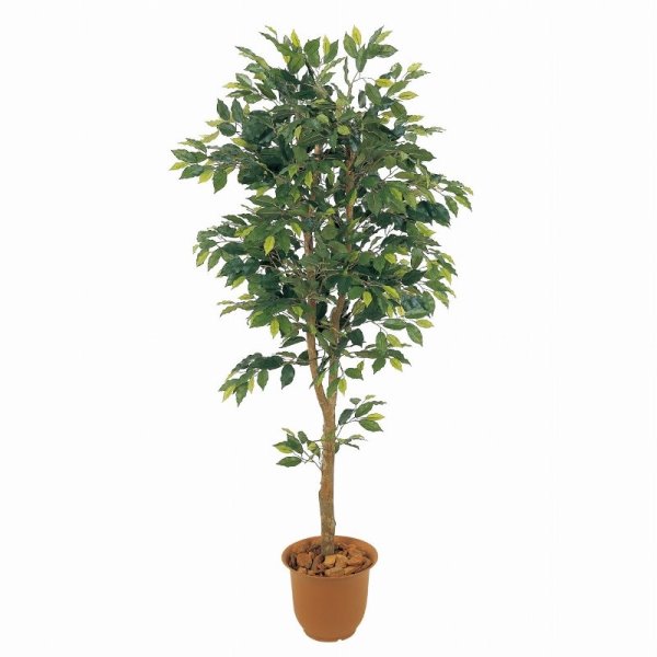 人工観葉植物 ベンジャミンフィカス 180cm 高さ180cm （P231) （sk1028) （代引き不可） インテリアグ..