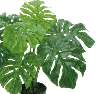 人工観葉植物 モンステラ ポット 光触媒加工 高さ50cm （P215) （zv5702) （代引き不可） インテリアグリーン フェイクグリーン