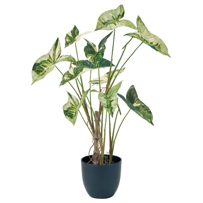 Rakuten - 人工観葉植物 アロカシア斑入り ポット 光触媒加工 高さ70cm （P215) （zv770) （代引き不可） インテリアグリーン フェイクグリーン