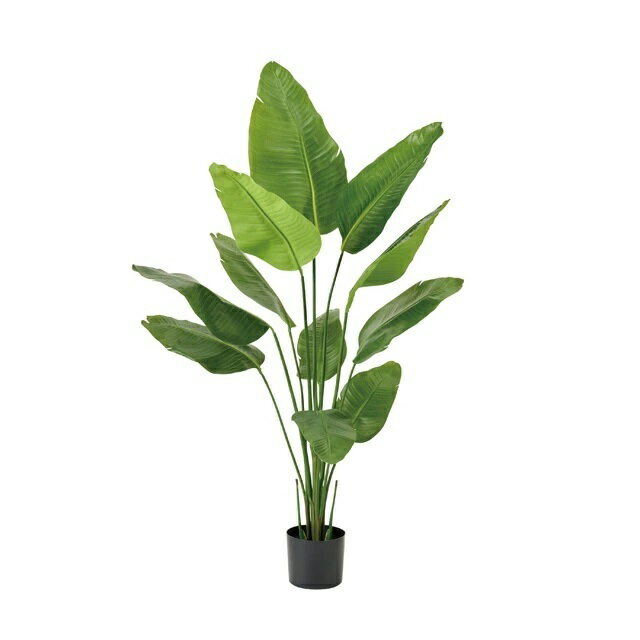 人工観葉植物 ストレリチア ポット 高さ150cm （P227) （fg1552) （代引き不可） インテリアグリーン ..