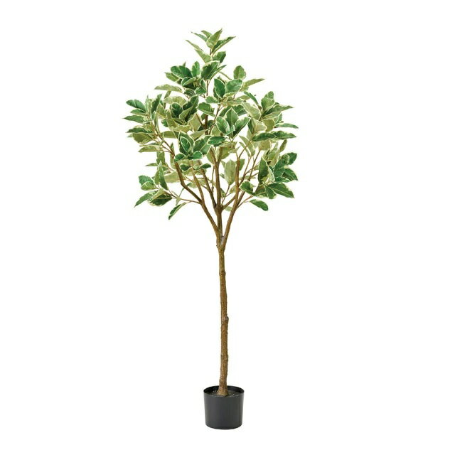 Leafy Plants - 人工観葉植物 ラバーツリー 斑入ポット 高さ180cm （P221) （fg929) （代引き不可） インテリアグリーン フェイクグリーン