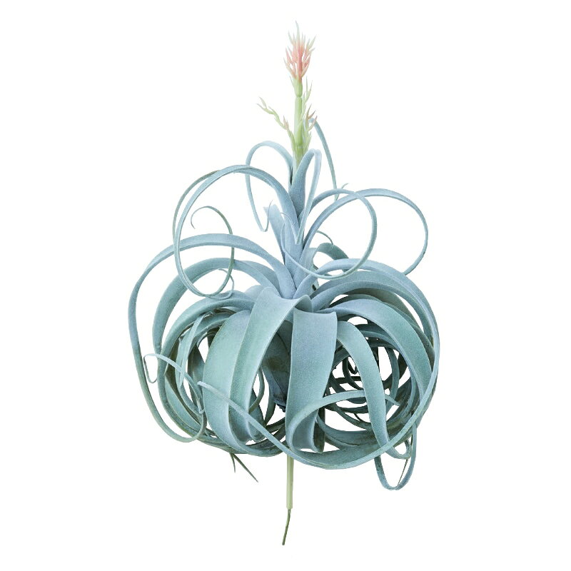 Rakuten - 人工観葉植物 キセログラフィカ ピック 花付（1個入り）MIRAKANA エアプランツ ピックタイプ インテリア フェイクグリーン 造花 AIRPLANT PICKグリーン