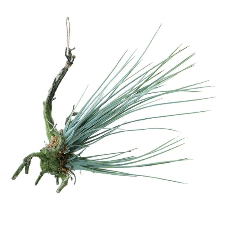 人工観葉植物 チランジア 着生 シルバー 31（1個入り）MIRAKANA 吊るしタイプ ハンキンググリーン インテリア フェイクグリーン 造花 HANGINGグリーン