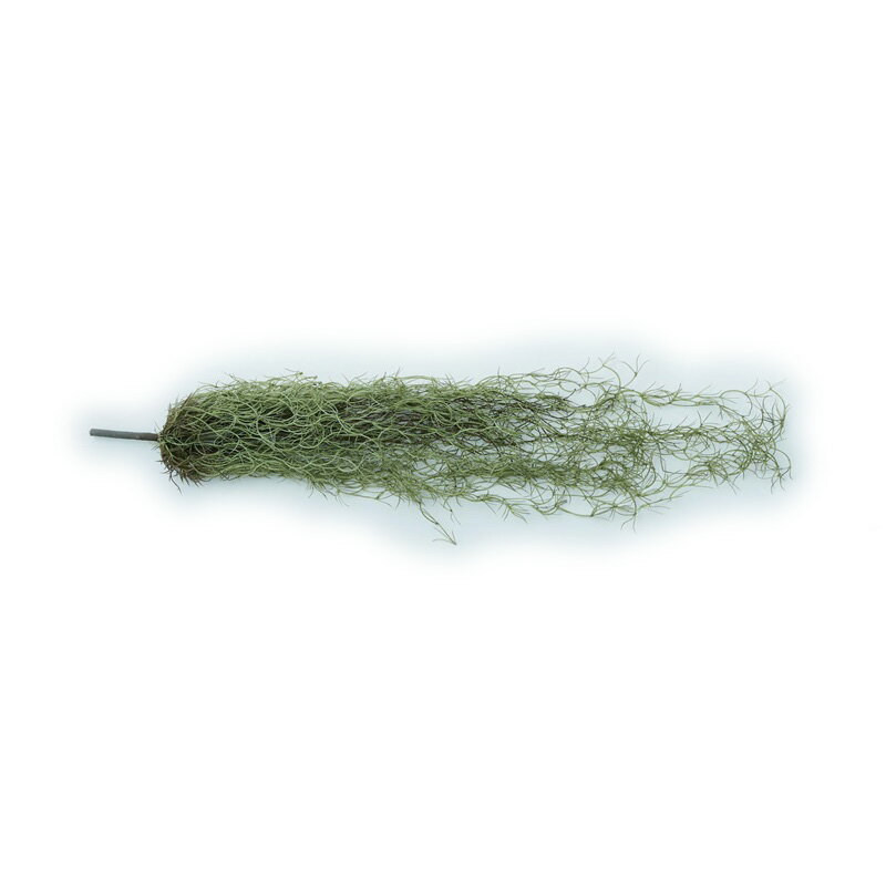 人工観葉植物スパニッシュモスハンギ...