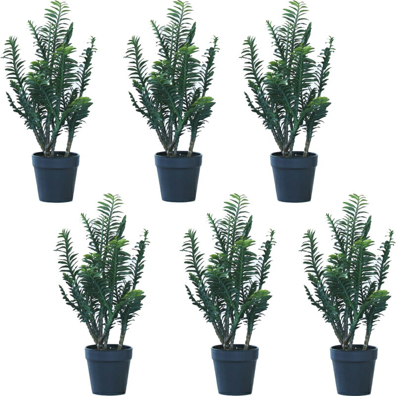 Leafy Plants - 人工観葉植物 ペディランサス ポット 38（6個入り）MIRAKANA 多肉植物 卓上、小型の床置きサイズ インテリア フェイクグリーン 造花 POT SUCCULENTグリーン